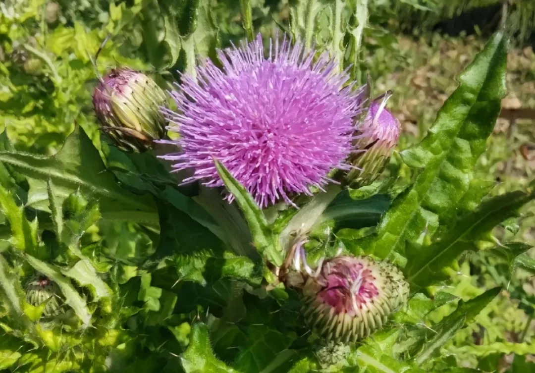 藥根香端午，夏日滋味濃